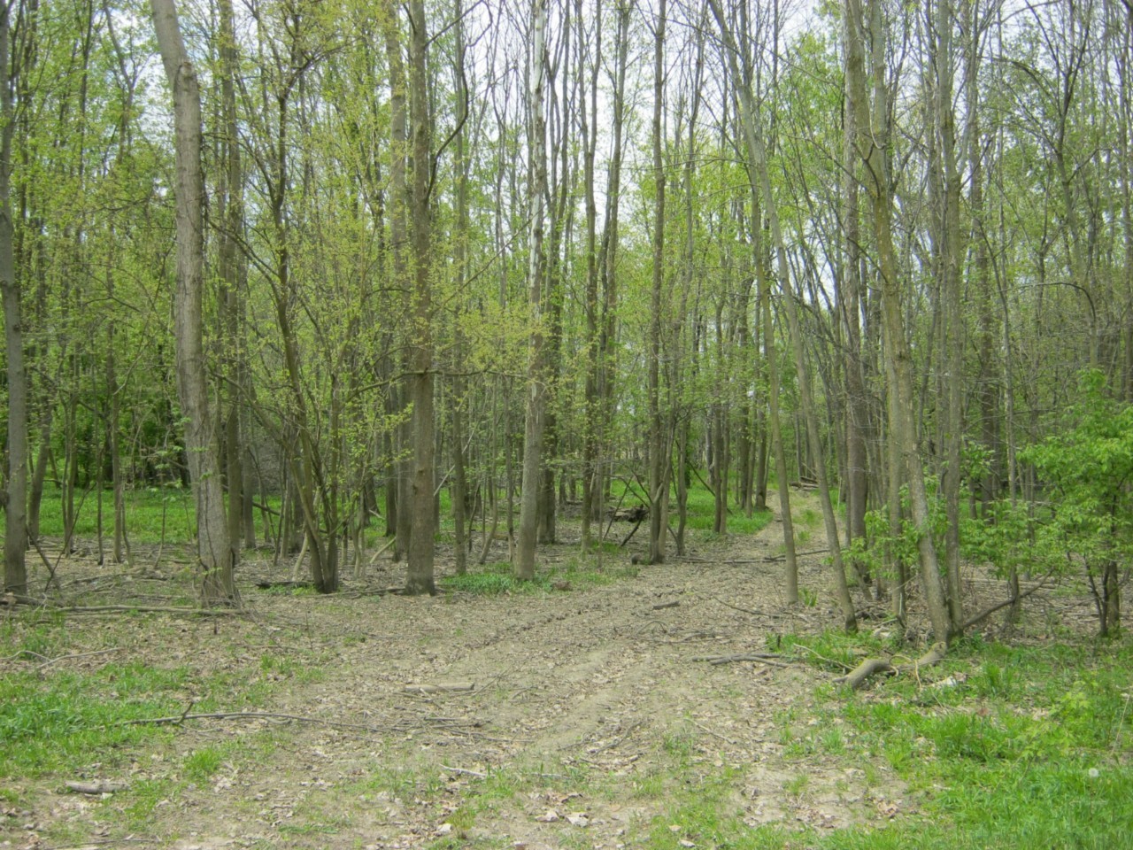 Beautiful Riverfront / Wooded Property NW OhioLots of Potential! eBay