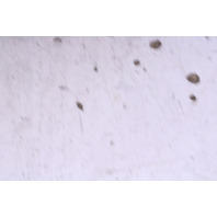 2009-2015 BMW 740i 750i Front Wheel 19 X 8.5 Style 302 Rim OEM