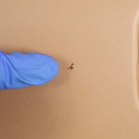 2011-2018 Porsche Cayenne 958 Glove Box Espresso Leather 95855209519 OEM Used