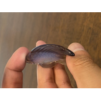 GORGEOUS VTG LALIQUE Crystal Light Purple Fish Paperweight SIGNED 2"L FRANCE