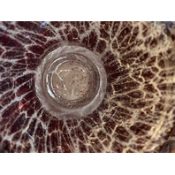 VTG MAURICE MARINOT Deep Amethyst & White Art Glass Vase 3.5"H