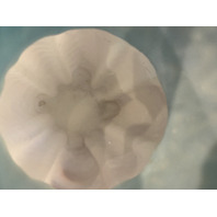 ANTIQUE Blue & White Zig Zag Mother Of Pearl Satin Glass Pitcher 8.5"H