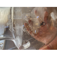 VTG Clear MARY GREGORY Nature Scene Glass Pitcher HAND PAINTED 9"H