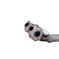 Lexus IS250 06-09 Exhaust Manifold Left, 17150-31120, F004, OEM, 2006, 2007, 2008, 2009